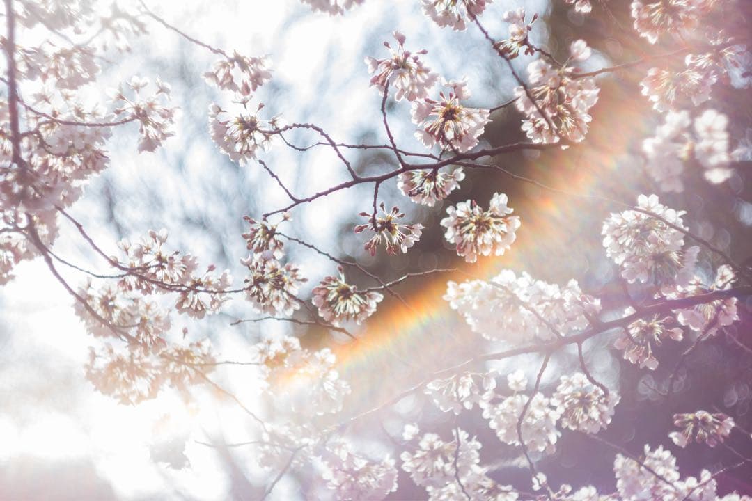 ヘリオス44 58mm F2 M42 オールドレンズ ぐるぐるボケ