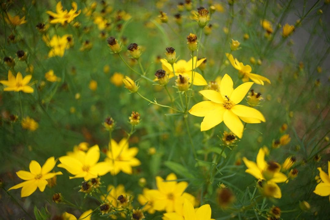 状態要確認　作例付き　SUN 24mm f2.8 管mpr