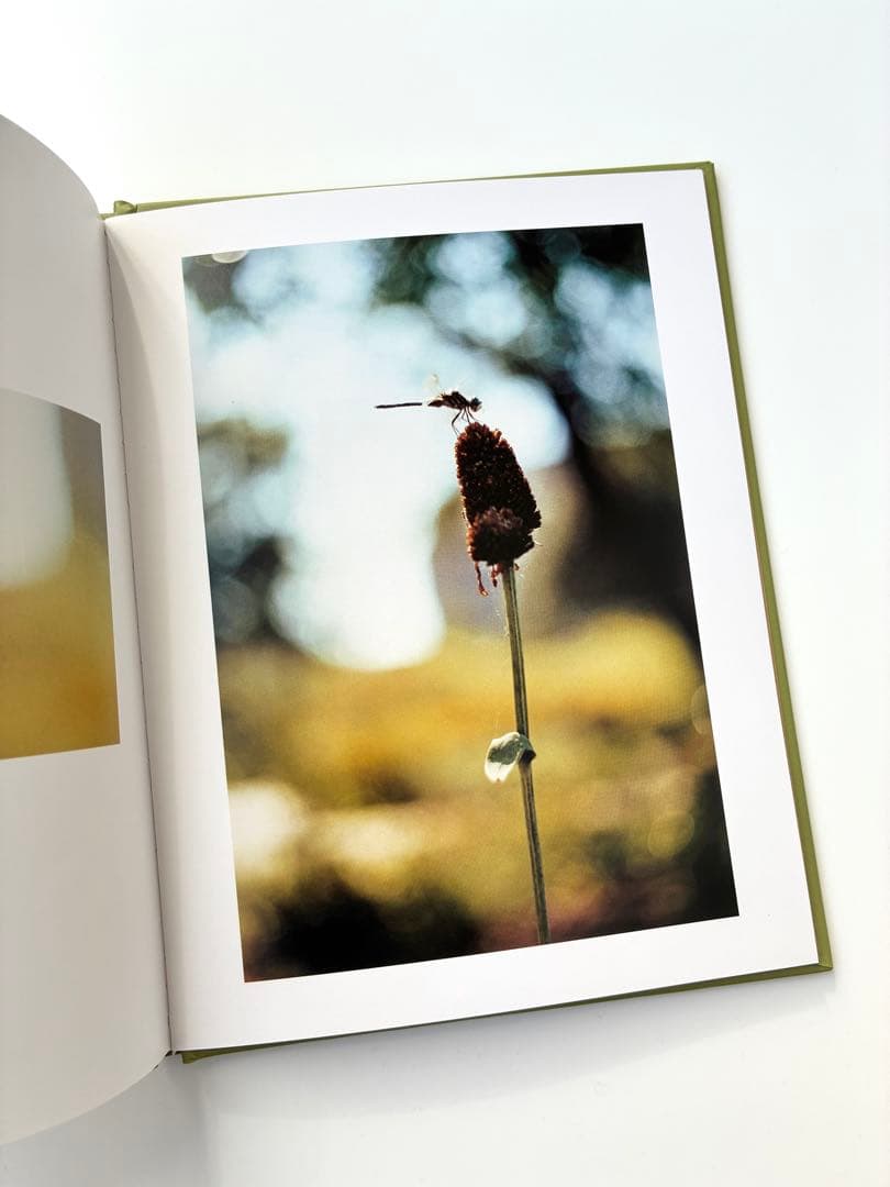 Terri Weifenbach写真集「Some Insects」花 空 虫 庭 - メルカリ