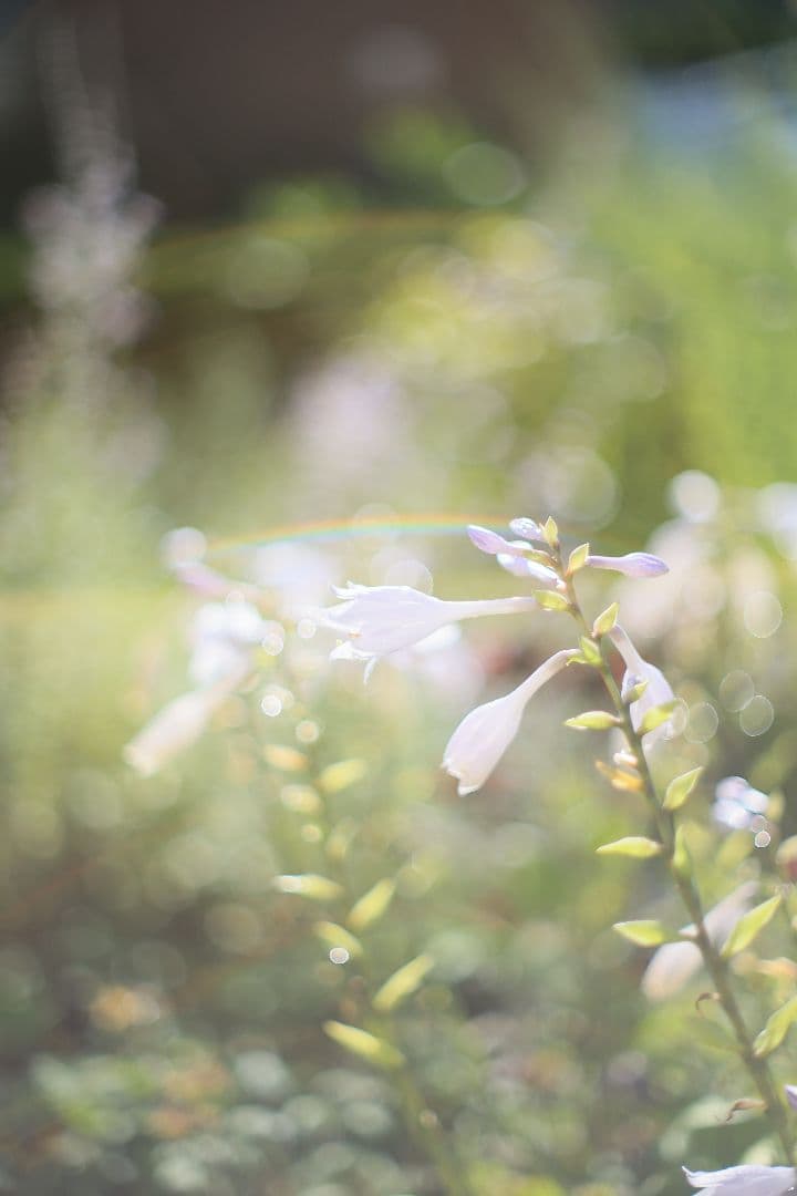 《希少》YASHICA AUTO YASHINON-DX 50mm F1.4