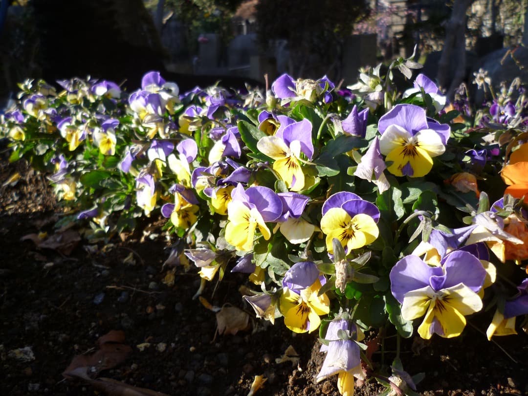 実写良⭕️美品【動作確認済】LUMIX DMC-FH1 - メルカリ