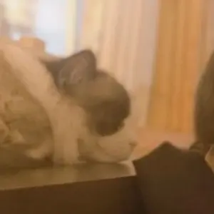 SP本①comprehensive approach to 黒猫アイランド - メルカリ